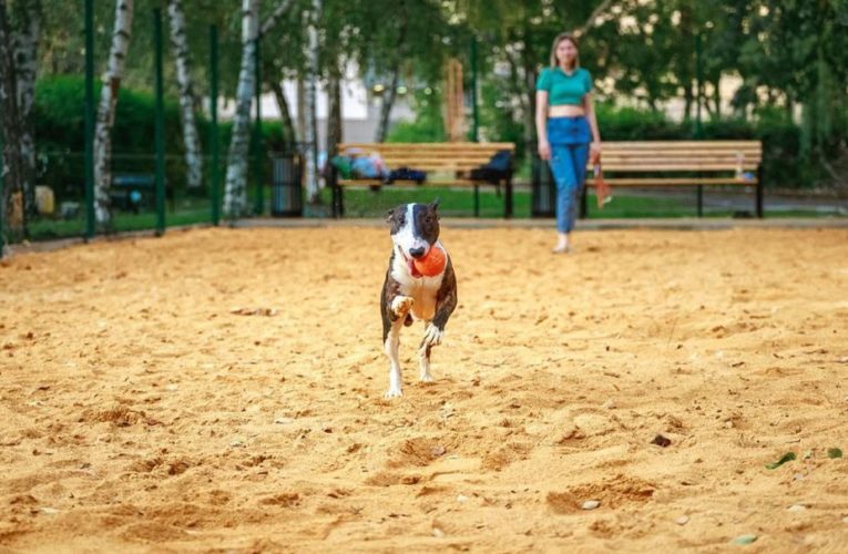 В Липецке появилась площадка для выгула собак в 5 микрорайоне у «Звездного»