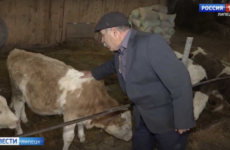 В Липецкой области фермеров обязали маркировать коров, свиней и птиц с 1 сентября 2023 года