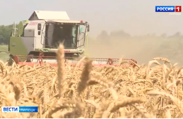 В Липецкой области собрали первый миллион тонн пшеницы, ячменя и гороха