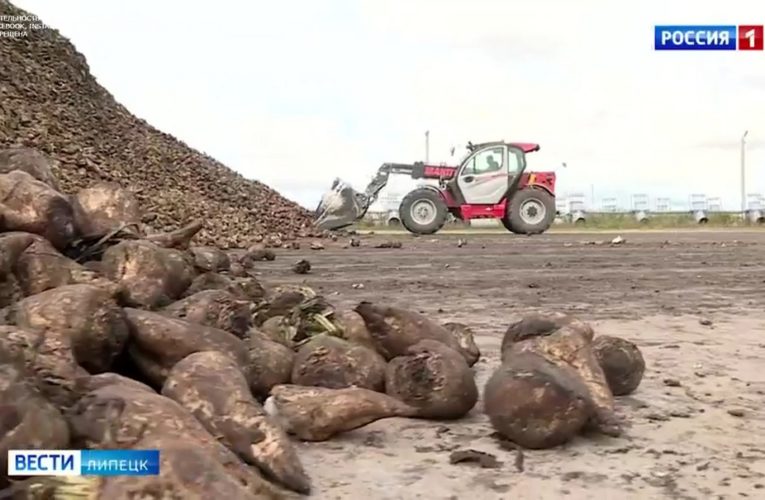 В Липецкой области собрали 4,3 млн тонн свеклы с 80% полей