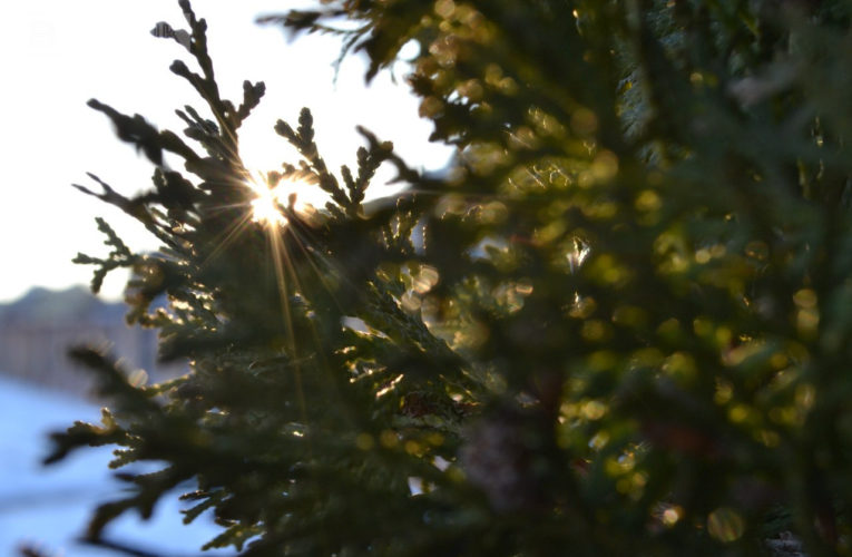 Липецкие лесники усилили охрану молодых елок и сосен перед Новым годом