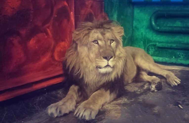 Липецкий зоопарк получил на Новый год в подарок льва по кличке Принц
