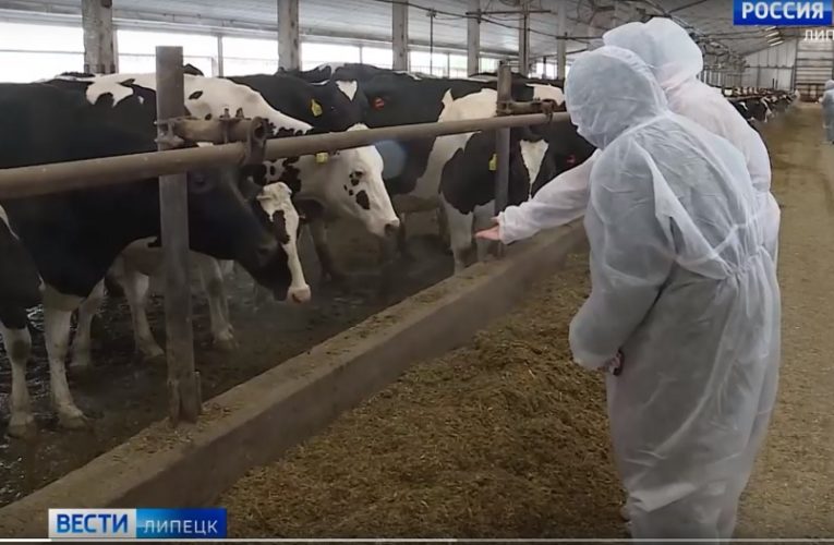В липецкие молочные фермы инвестировали 4,4 млрд рублей в 2023 году