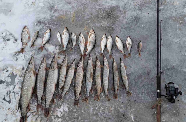 Под Липецком поймали рыбаков со спиннингами, крючьями и незаконным уловом на 16 кг