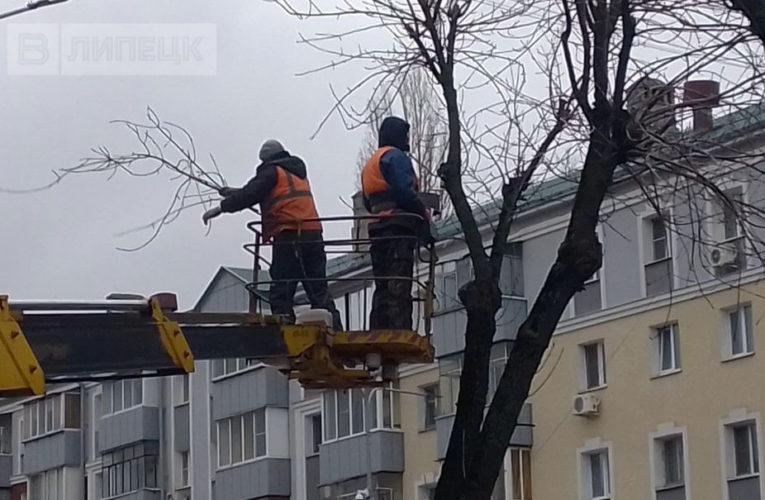 50 аварийных деревьев спилят в Липецке в сквере Маркова