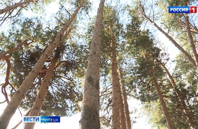Липецкая область стала одной из лучших по восстановлению леса в России