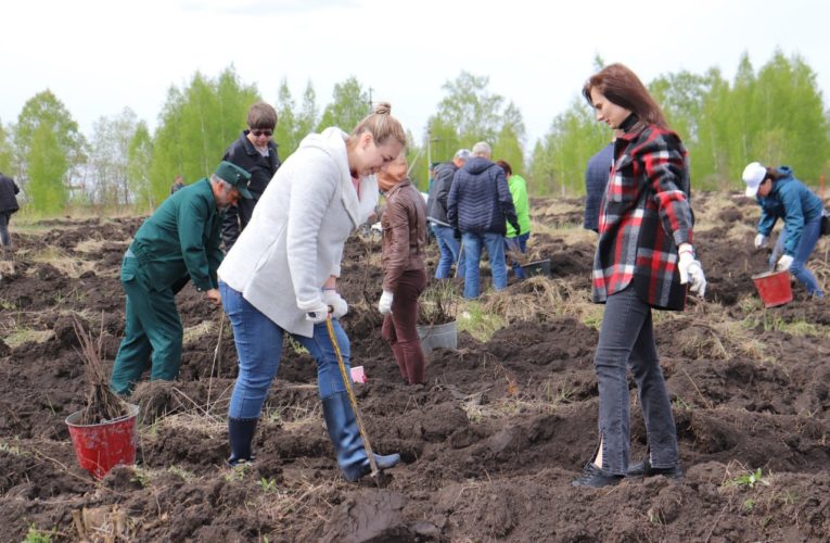 1 млн 783 тысячи деревьев посадили в Липецкой области в ходе акции «Сад памяти»