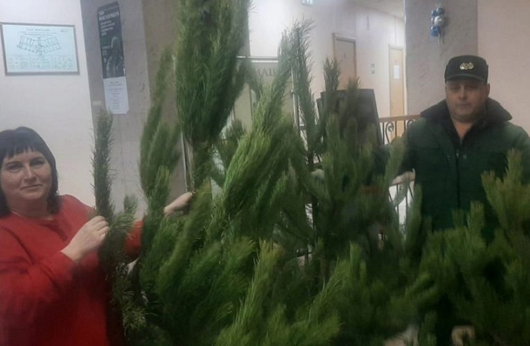 Новогодние сосны привезли детям из Центра временного размещения липецкие лесники